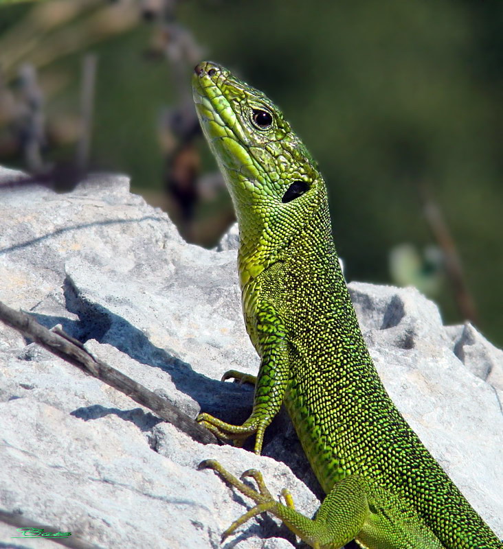 Lacerta Bilineata